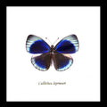 Framed butterfly Callithea leprieuri Bits&Bugs 