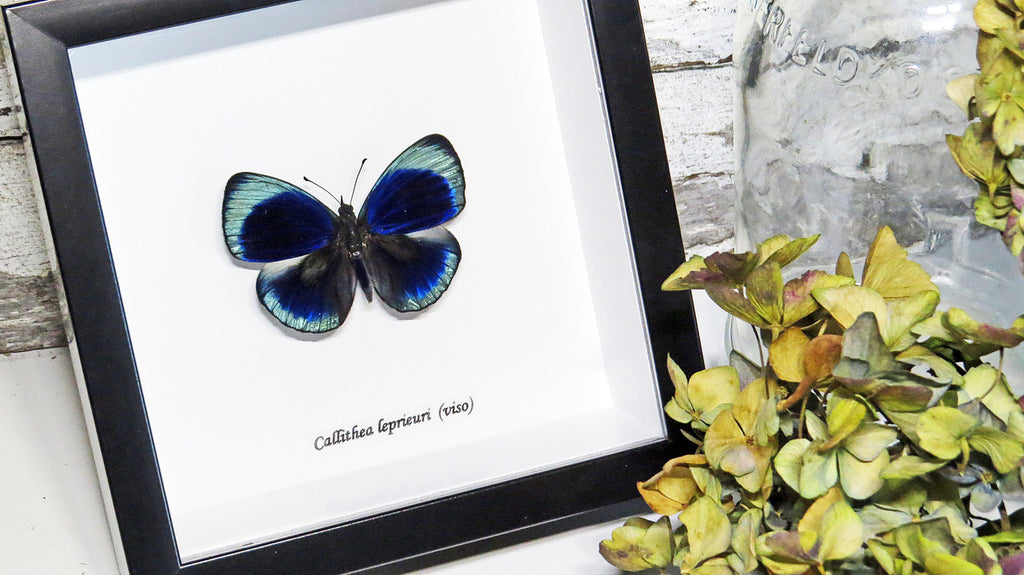 Framed butterfly Callithea leprieuri Bits&Bugs 