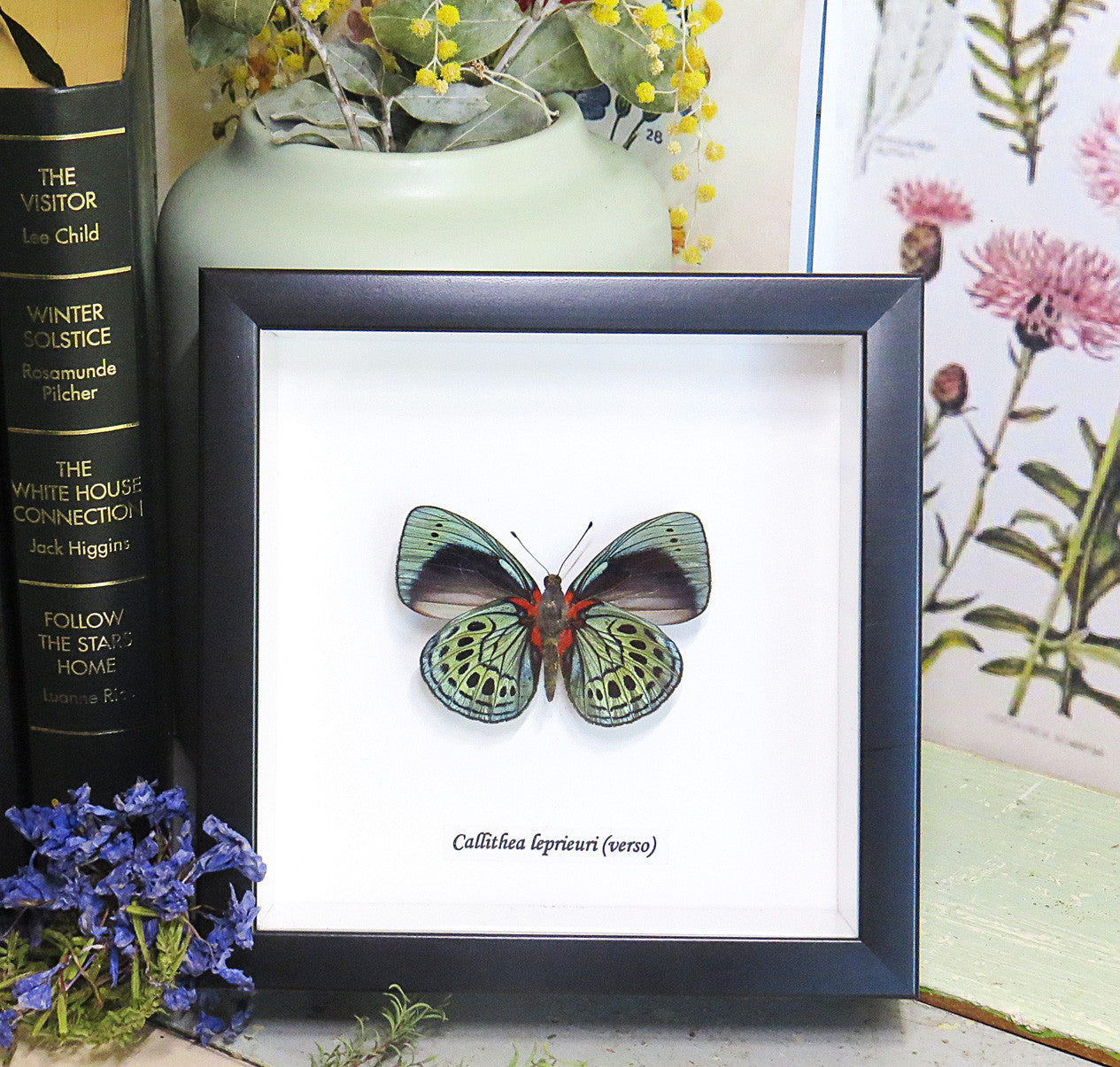butterfly for sale Australia home decor interior design Callithea leprieuri bits & bugs