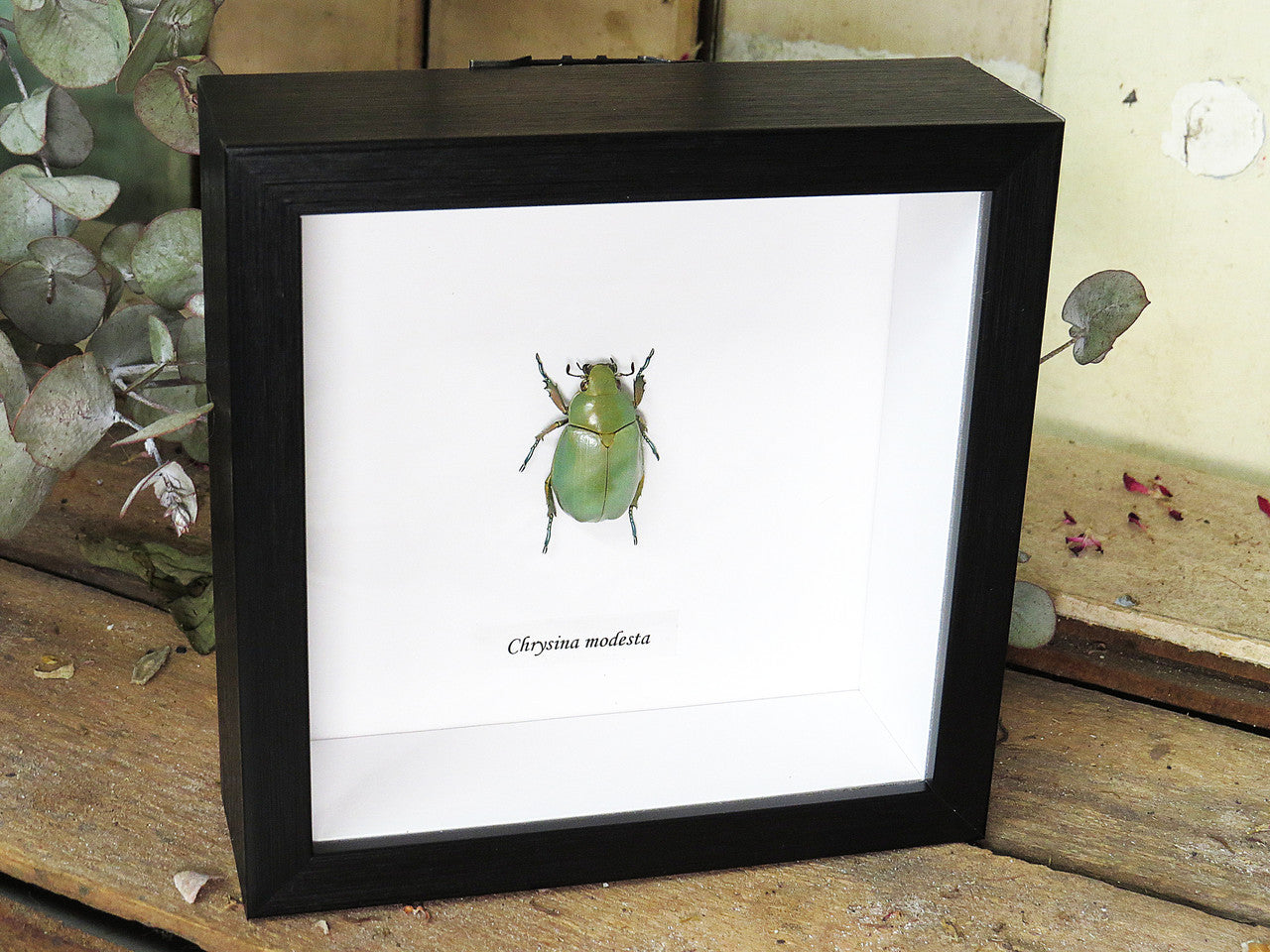 Chrysina modesta
