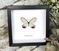 Cithaerias pryopina
