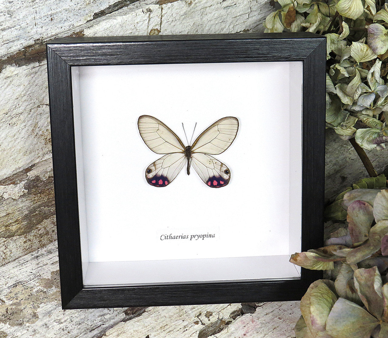 Cithaerias pryopina