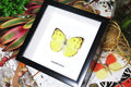 Australian butterfly Catopsilia pomona Bits & Bugs