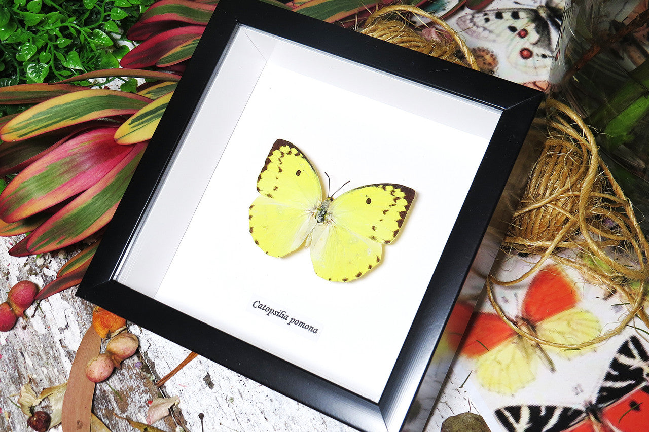 Australian butterfly Catopsilia pomona Bits & Bugs