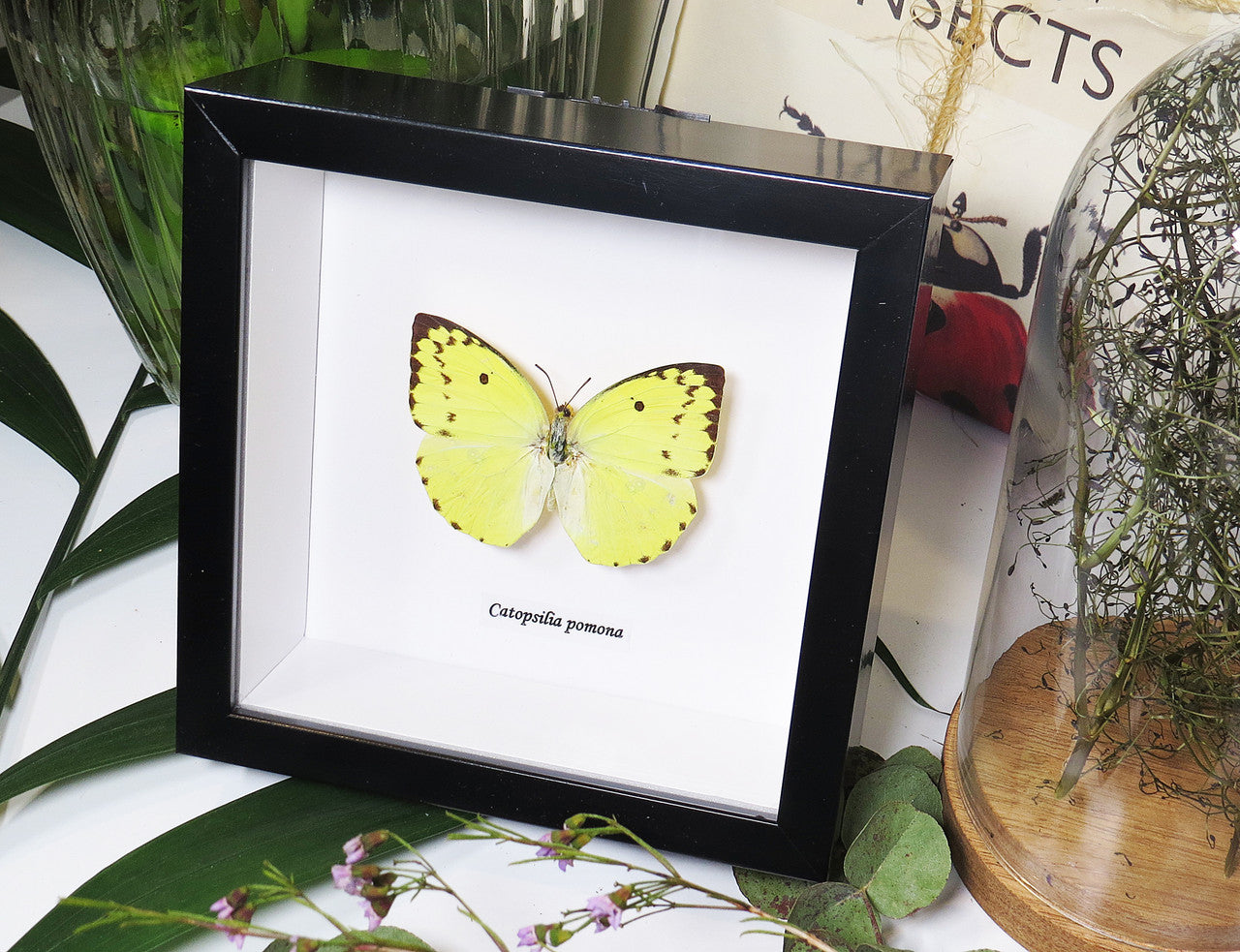 Catopsilia pomona