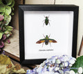 Chalcothea resplendens 