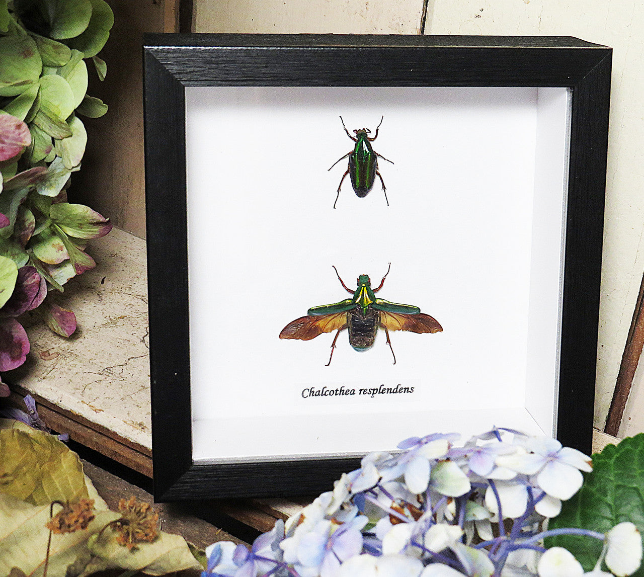 Chalcothea resplendens 