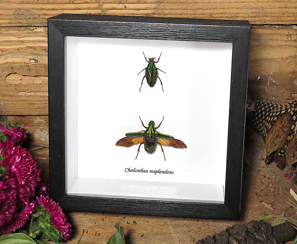 Chalcothea resplendens 