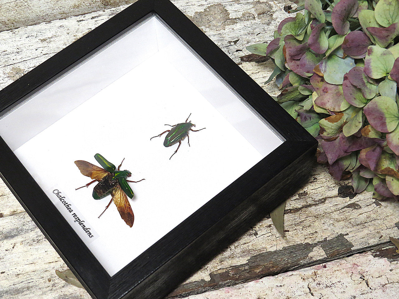 Chalcothea resplendens 