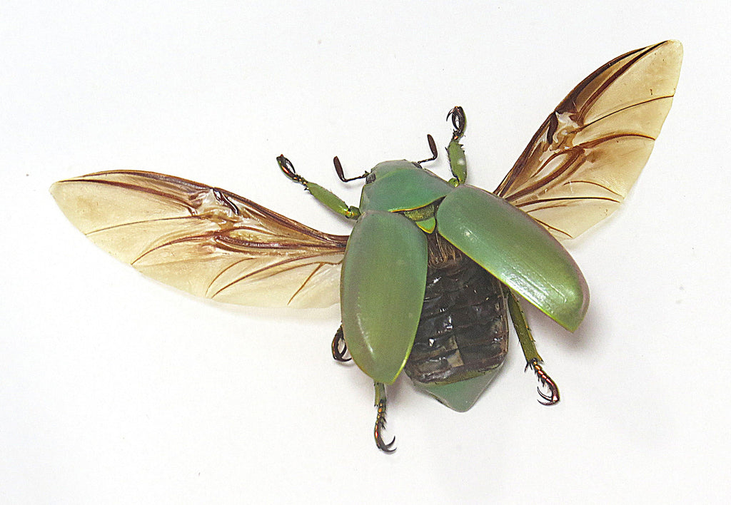 Chrysina aurora