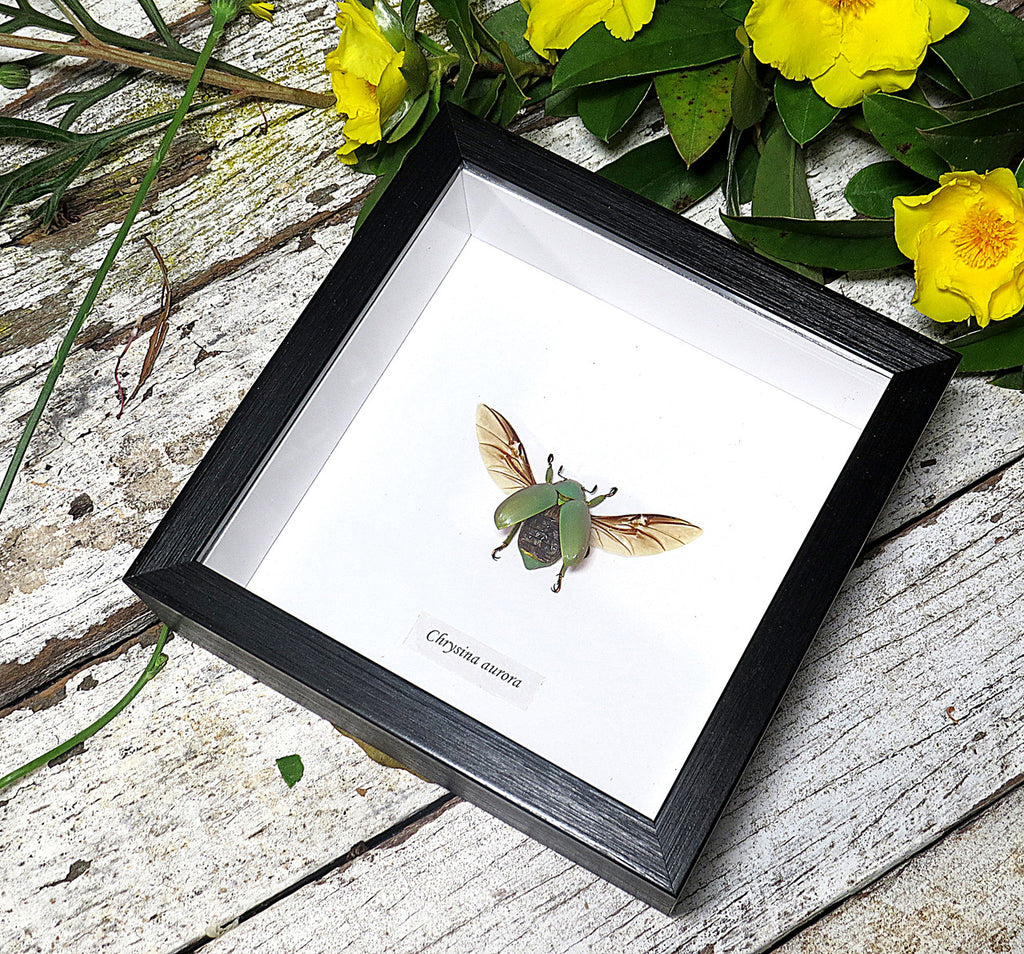 Chrysina aurora