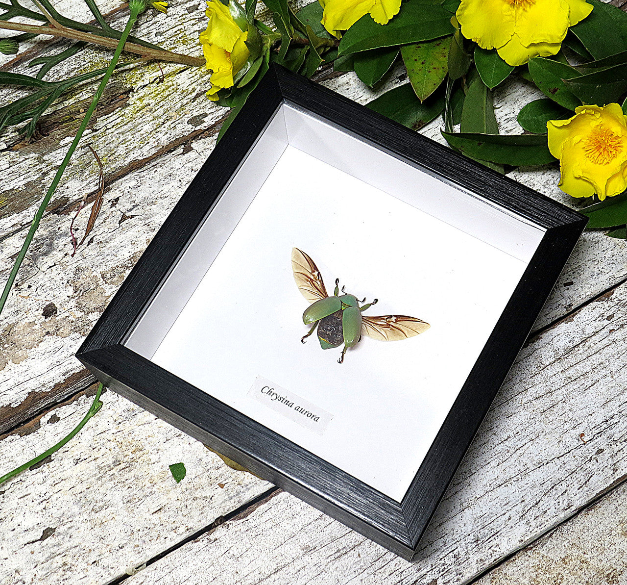Chrysina aurora