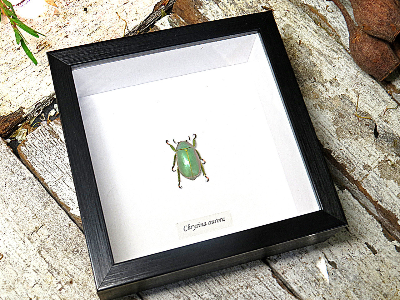 Chrysina aurora 