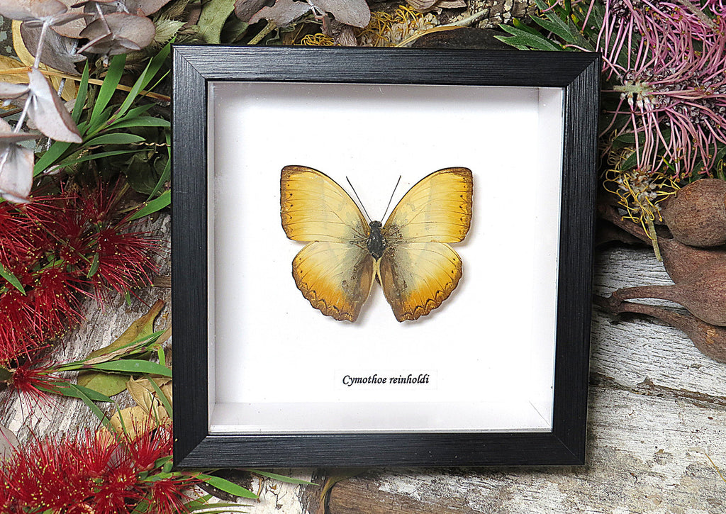 Cymothoe reinholdi