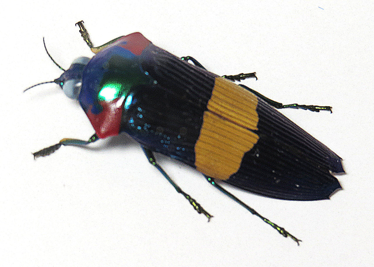 Calodema ribbei