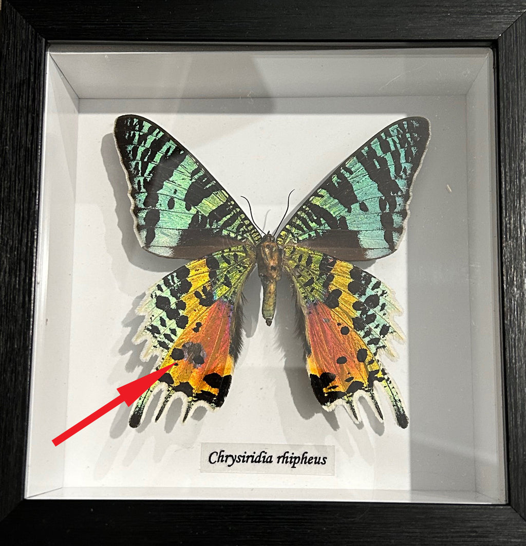 Chrysiridia riphearia ventral #V2 ( special )