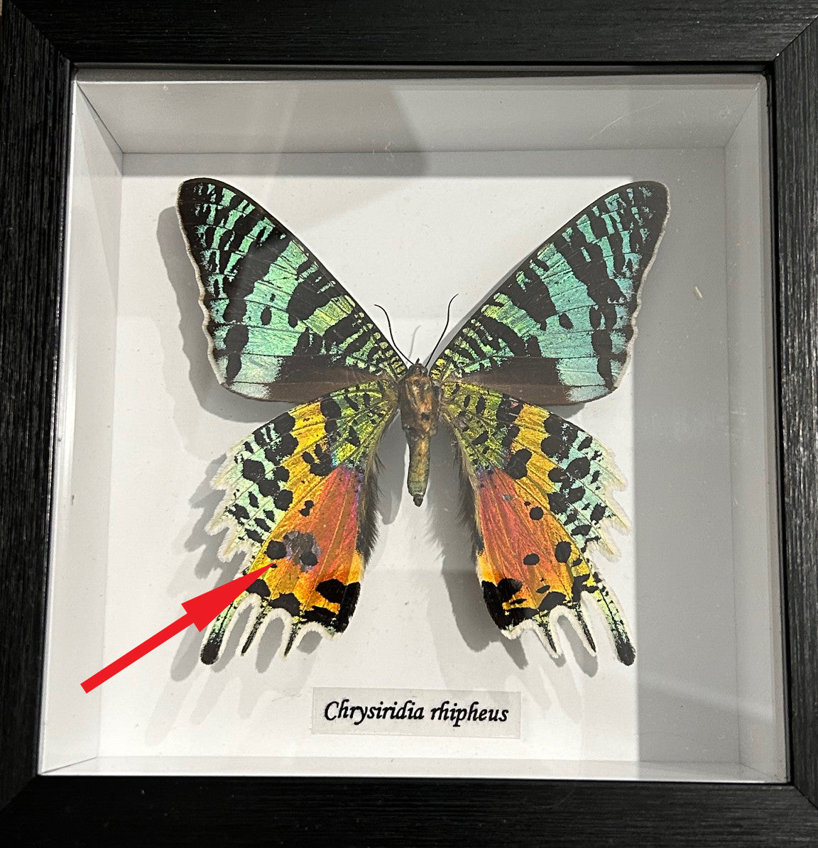 Chrysiridia riphearia ventral #V2 ( special )