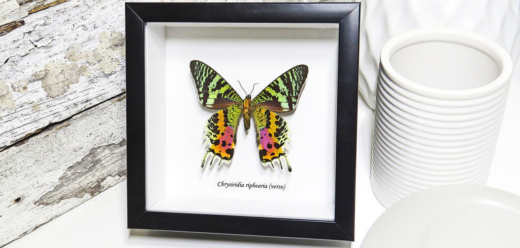 Sunset moth framed Chrysiridia rhipheus  Bits&Bugs 