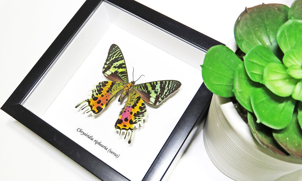 Sunset moth framed Chrysiridia rhipheus  Bits&Bugs 
