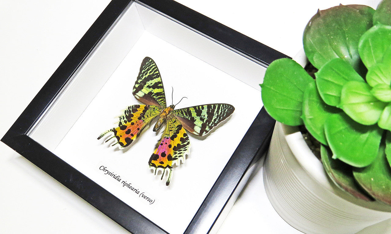Sunset moth framed Chrysiridia rhipheus  Bits&Bugs 