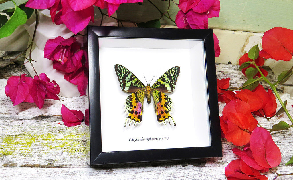 Sunset moth framed Chrysiridia rhipheus  Bits&Bugs 