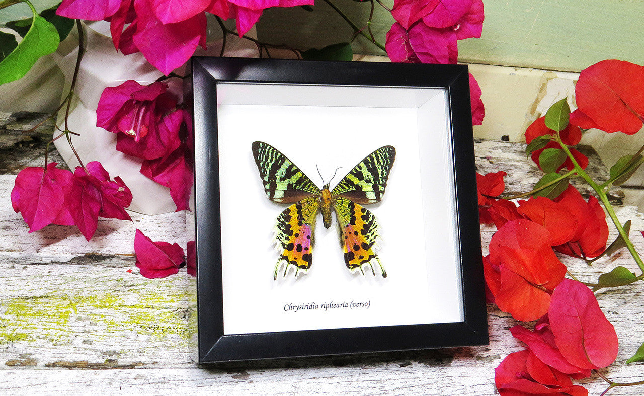 Sunset moth framed Chrysiridia rhipheus  Bits&Bugs 