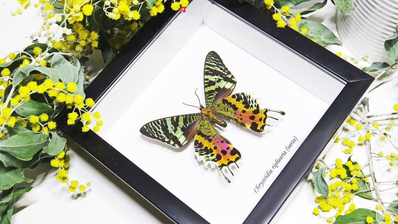 Sunset moth framed Chrysiridia rhipheus  Bits&Bugs 