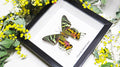 Sunset moth framed Chrysiridia rhipheus  Bits&Bugs 