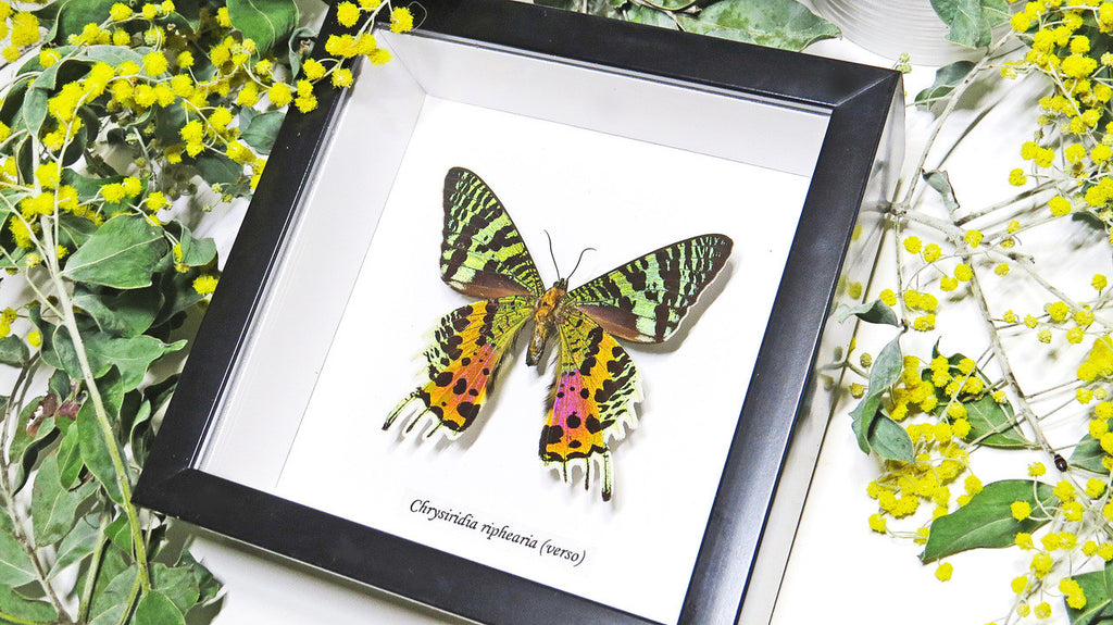 Sunset moth framed Chrysiridia rhipheus  Bits&Bugs 