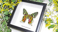 Sunset moth framed Chrysiridia rhipheus  Bits&Bugs 