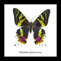 Chrysiridia riphearia 
