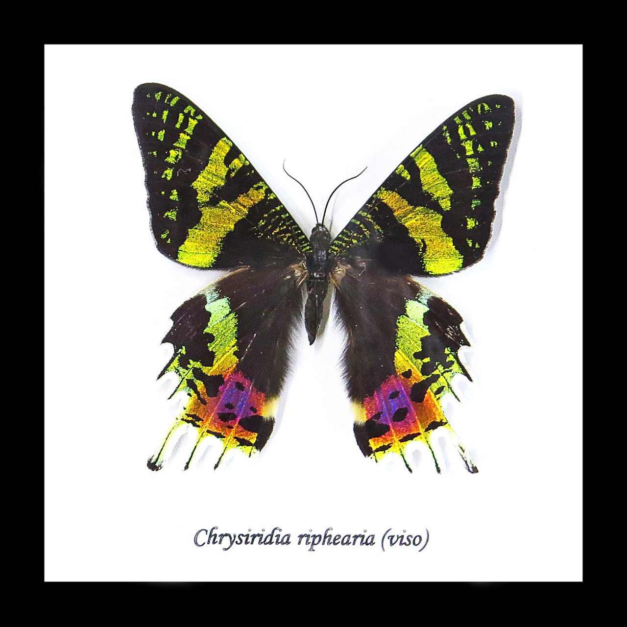 Chrysiridia riphearia 