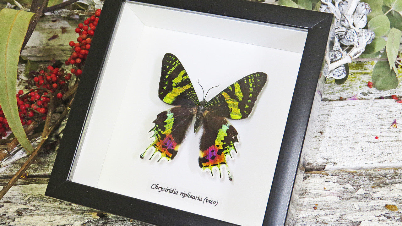 Real butterfly framed Chrysiridia rhipheus ( Sunset Moth ) Bits&Bugs 