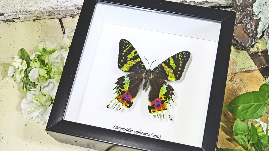 Real butterfly framed Chrysiridia rhipheus ( Sunset Moth ) Bits&Bugs 