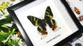 Real butterfly framed Chrysiridia rhipheus ( Sunset Moth ) Bits&Bugs 