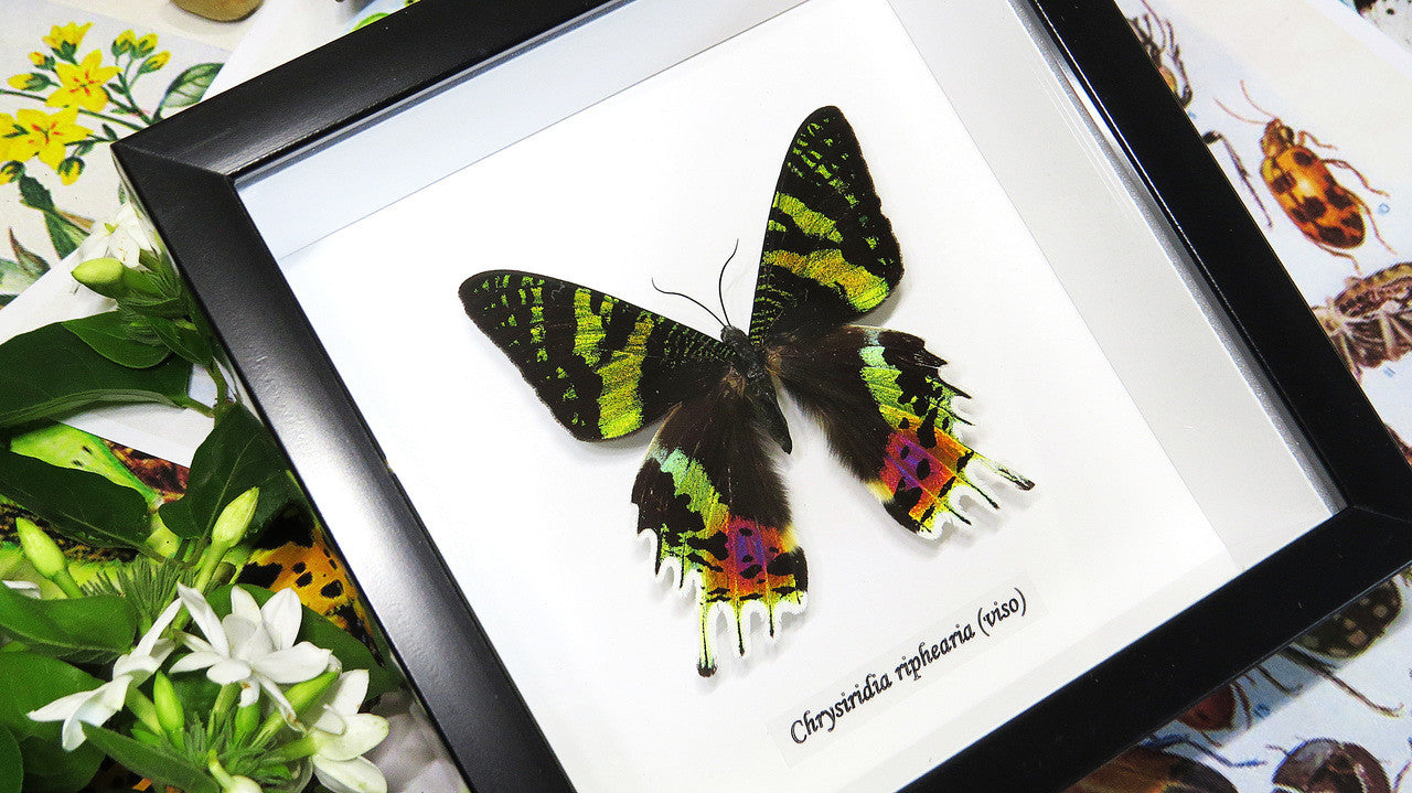 Real butterfly framed Chrysiridia rhipheus ( Sunset Moth ) Bits&Bugs 