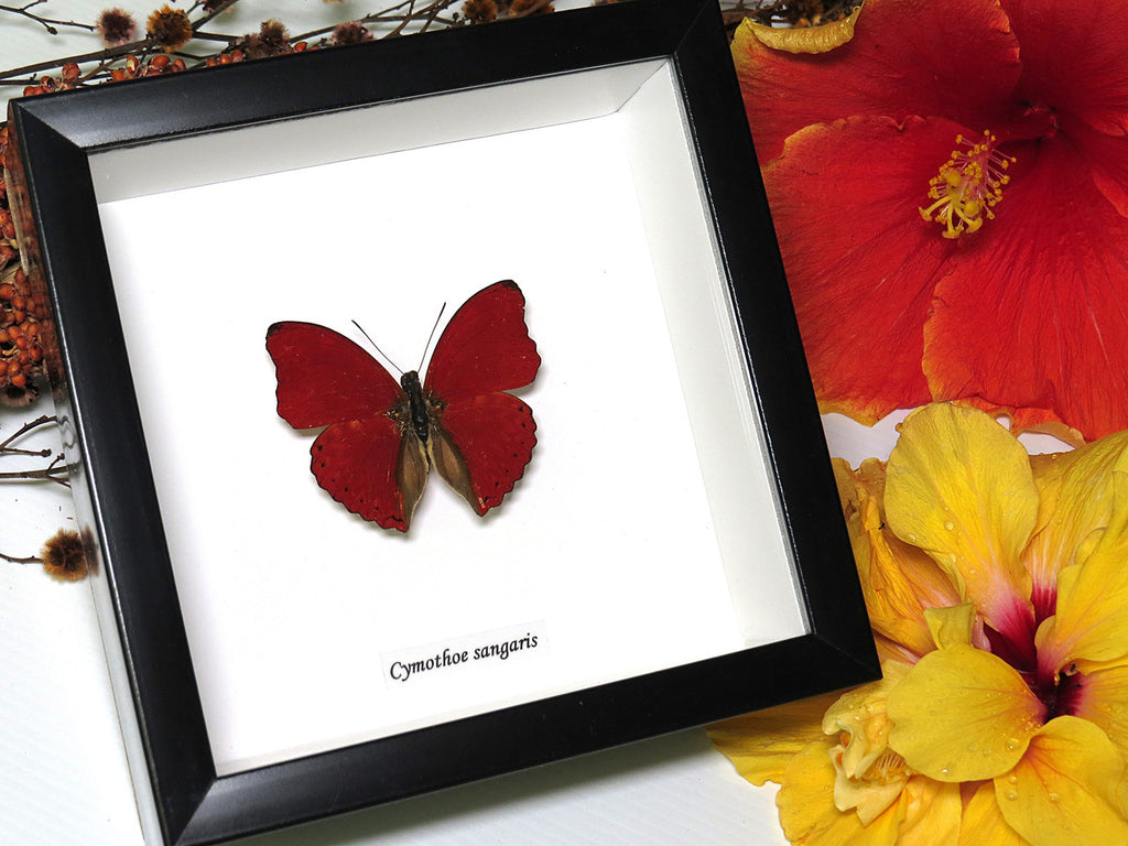 Cymothoe sangaris