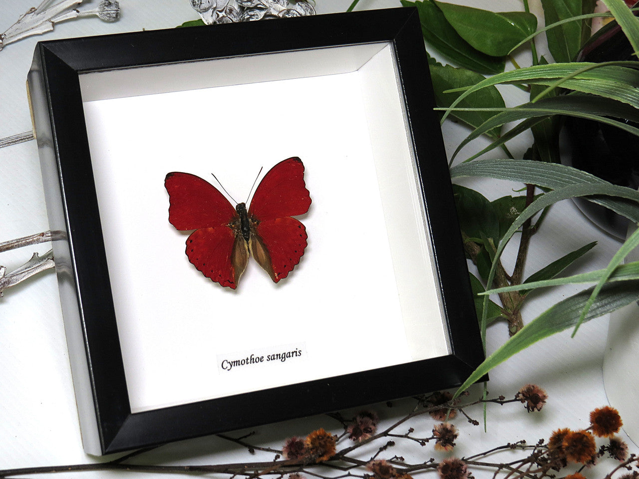 Cymothoe sangaris