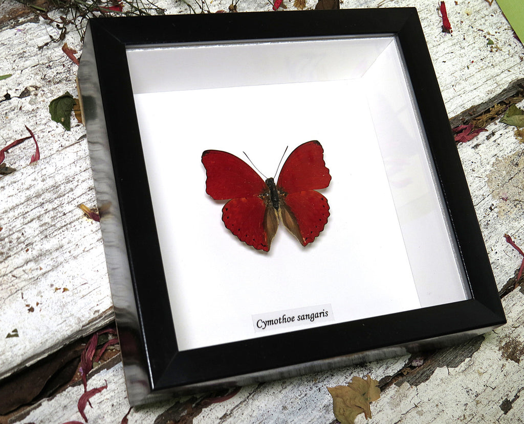 Cymothoe sangaris