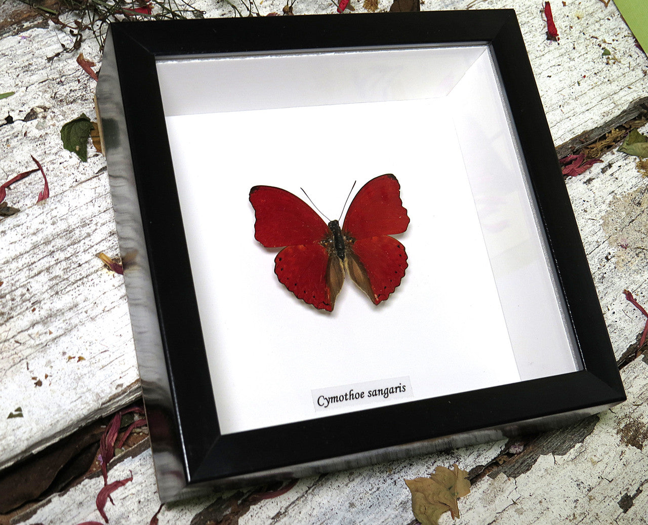 Cymothoe sangaris
