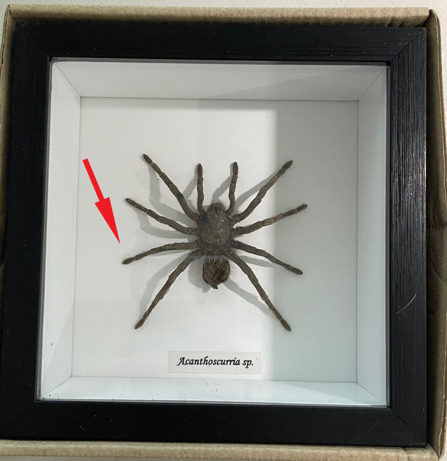 Acanthoscurria sp. # G2 ( special )
