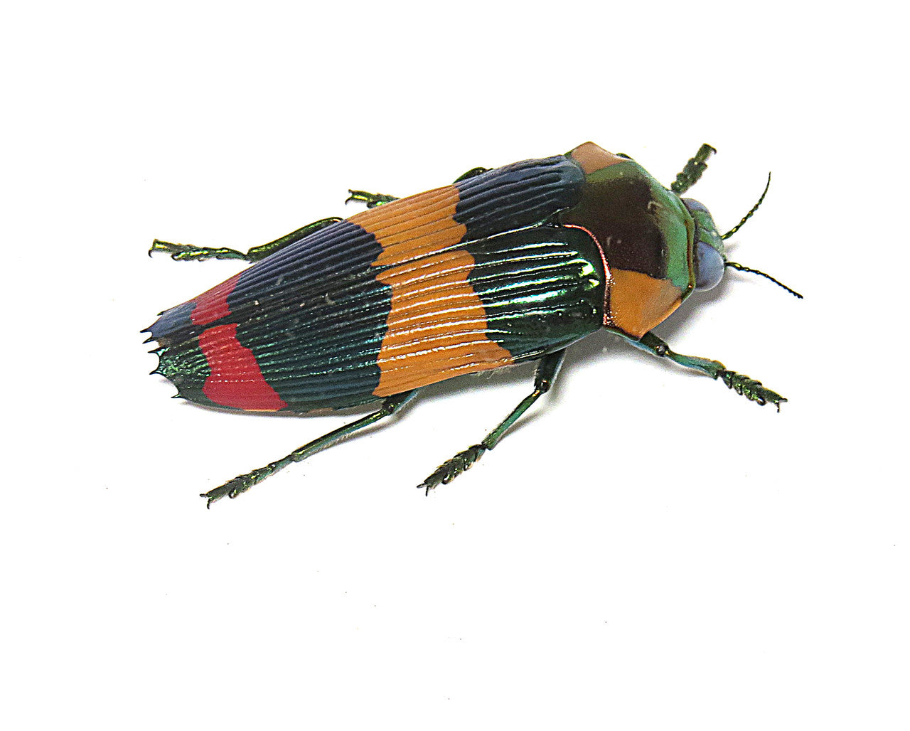Calodema suhandae