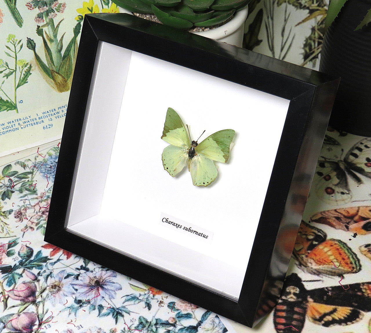 Charaxes subornatus