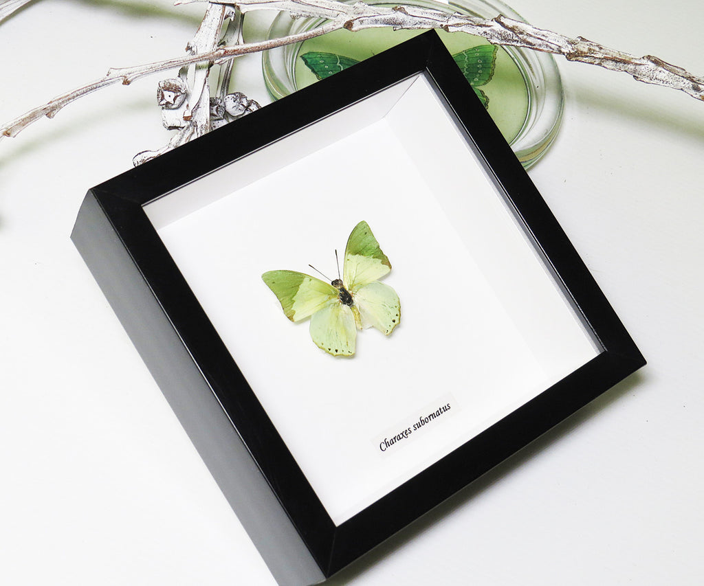 Charaxes subornatus