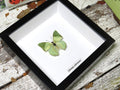Charaxes subornatus