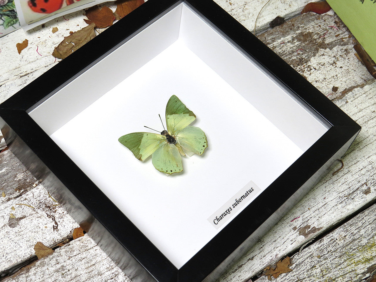 Charaxes subornatus