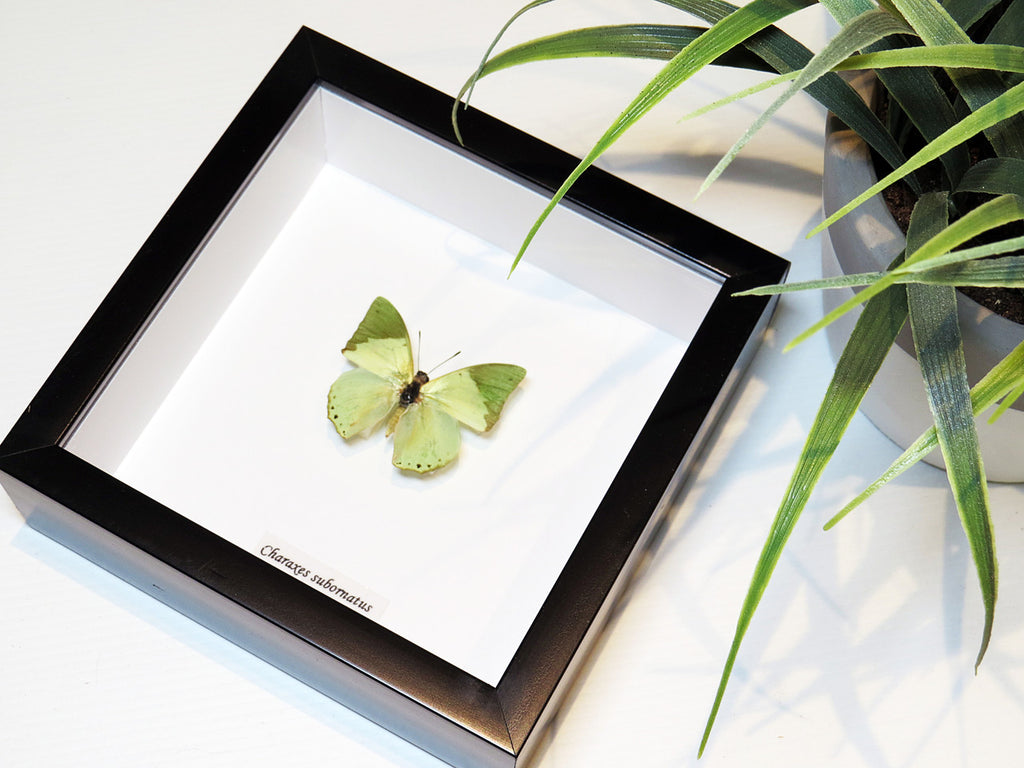 Charaxes subornatus