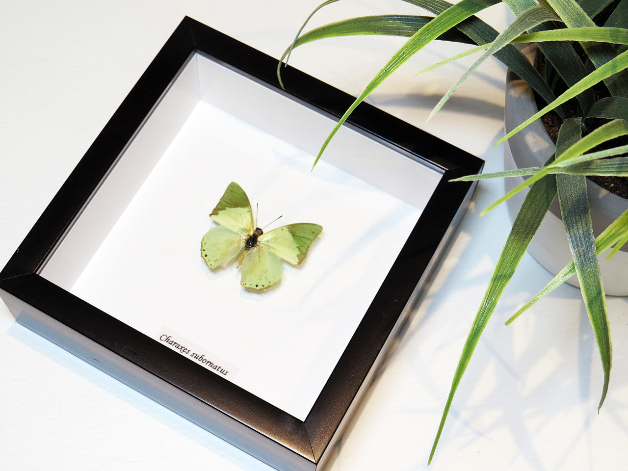 Charaxes subornatus