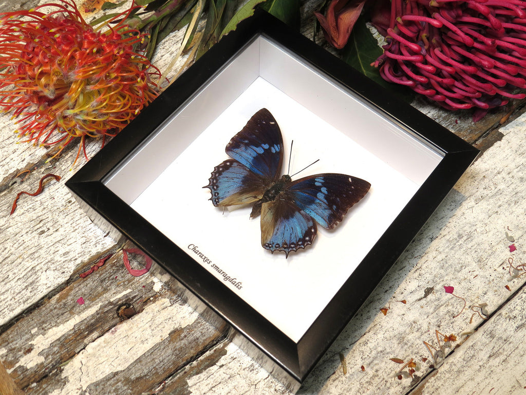 Charaxes smaragdalis 