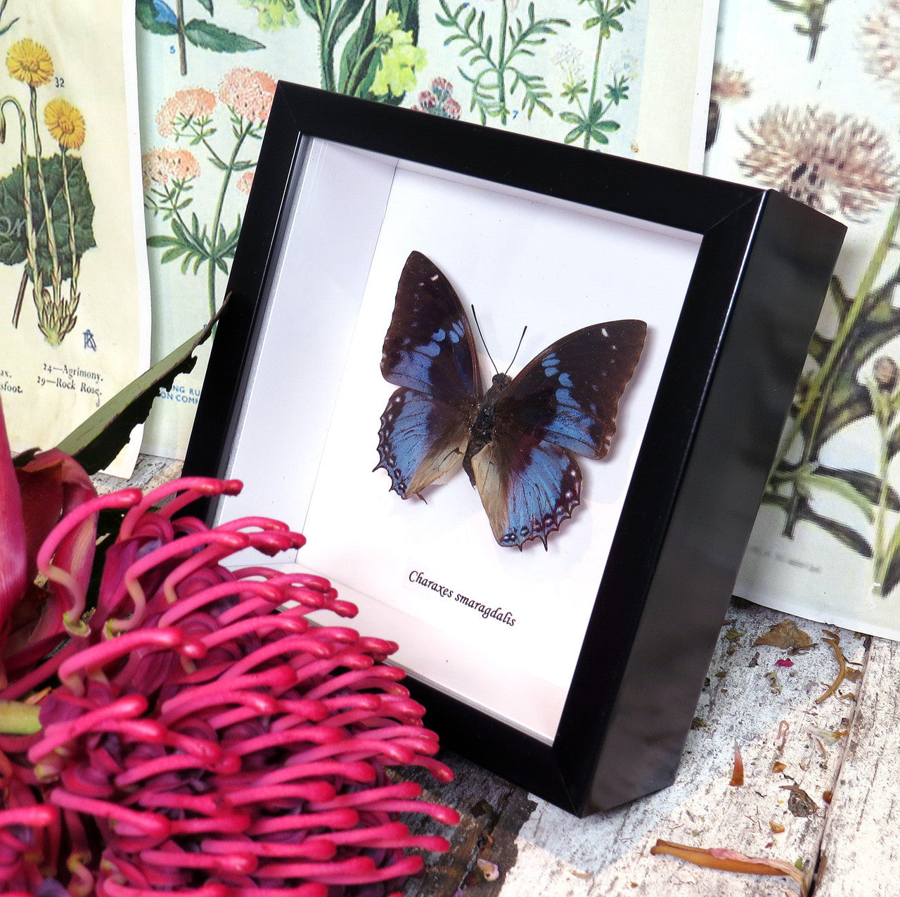 Charaxes smaragdalis 